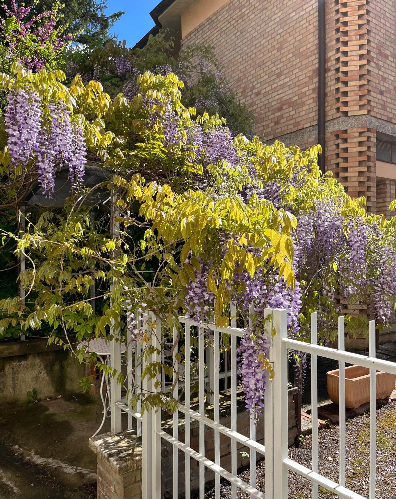 Il Glicine - Monolocale A Due Passi Dal Centro Villa Urbino Eksteriør bilde